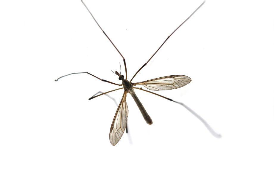 Tiplice lesní Tipula scripta